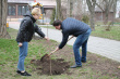 В Брюховецкой  в рамках акции «Сад памяти» высадили саженцы деревьев